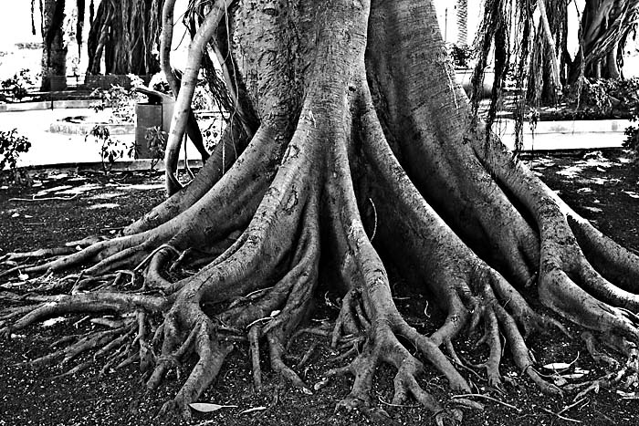 Lebensbaum Syrakus Kopie