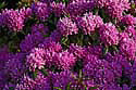 rhododendron_MG_7091 Kopie