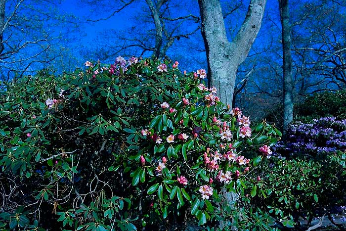 rhododendron_MG_4326_DxO_raw Kopie