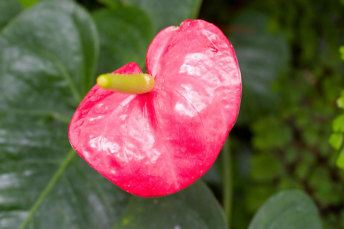 fleur-lubrique-orleans
