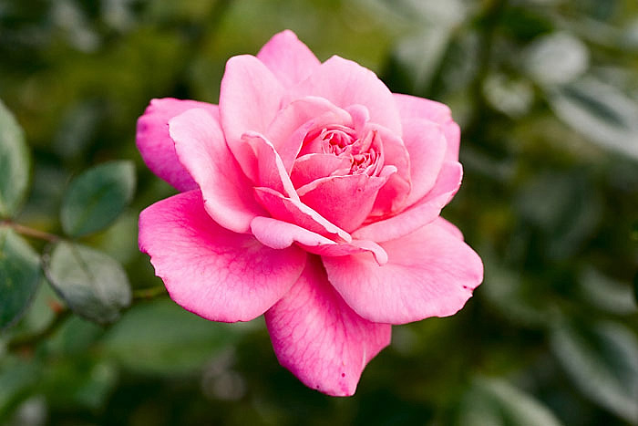 splendid-rose-II