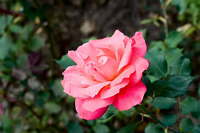 splendid-rose-orleans