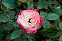 Rose--Orleans-Rosengarten
