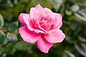 splendid-rose-II