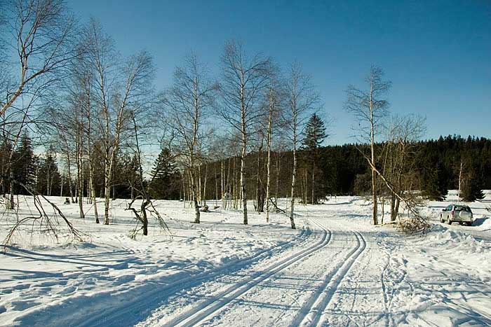 Birken-im-Schnee--Nordschwa