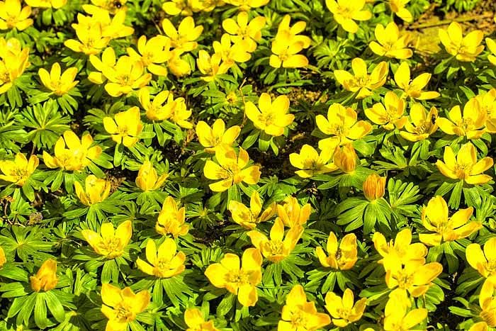 gelbe-fruhlingsblumen