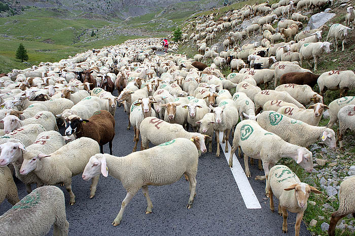 Schafe hemmen das Vorwaertskommen von Anton Wilhelm Stolzing_DSC8940 Kopie