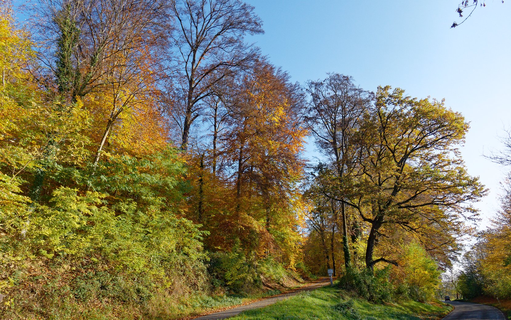 Herbstwald, Nußloch