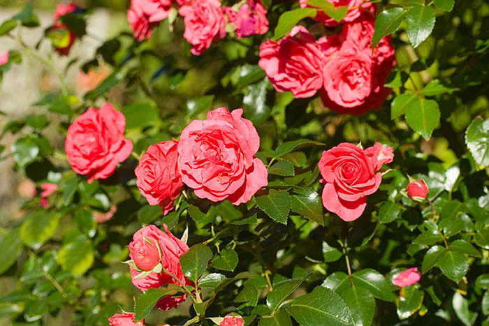 Rosen-in-Europas-Rosengarte