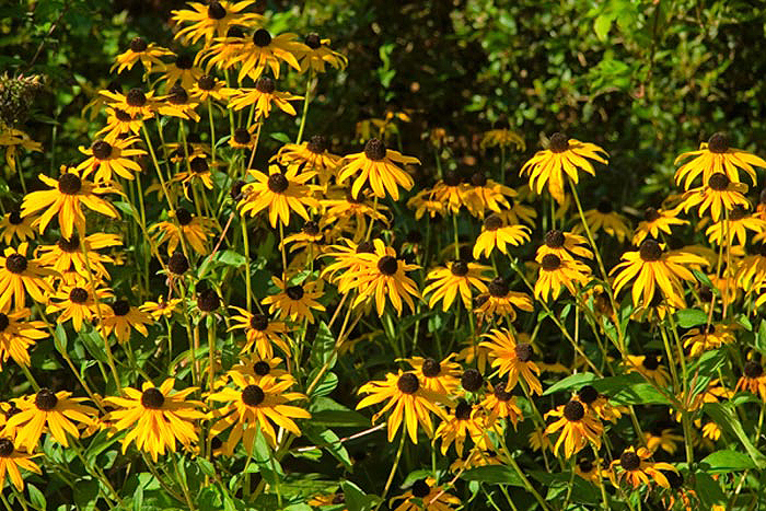 Sonnenblumen-in-Europas-Ros