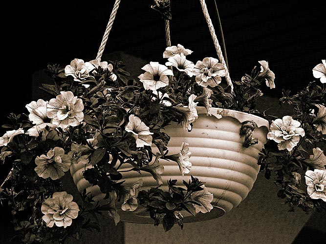Blumen-in-Hängeampelgeschär