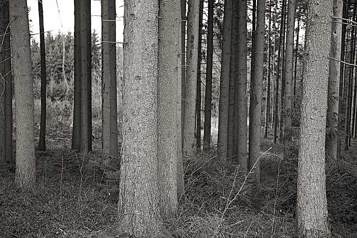 wald_MG_0356 Kopie