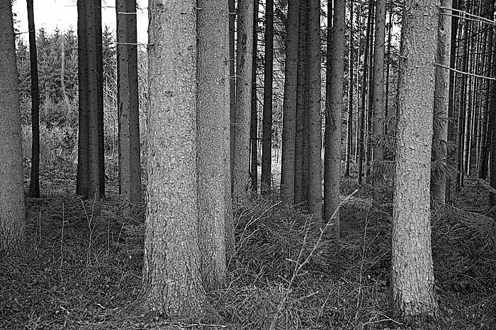 waldbeiaugsburg_MG_0357 Kopie