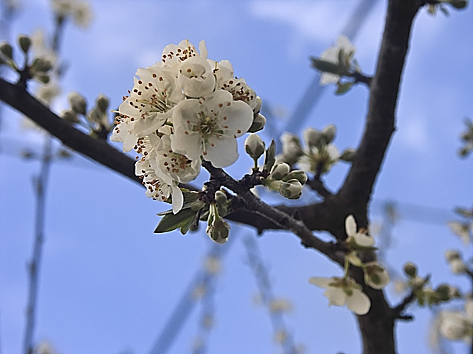 Spring Blossoms, Sicily Kopie