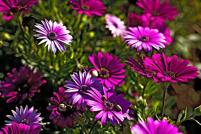 lila blumen, syrakus Kopie