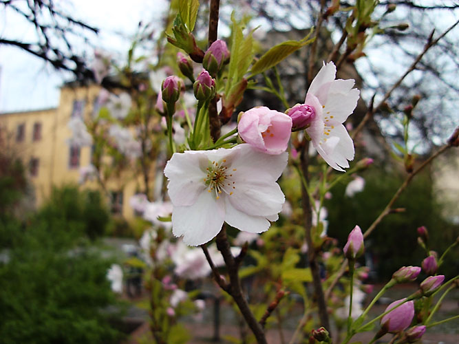 Fruehlingsblueten Rosenthaler Strasse Kopie