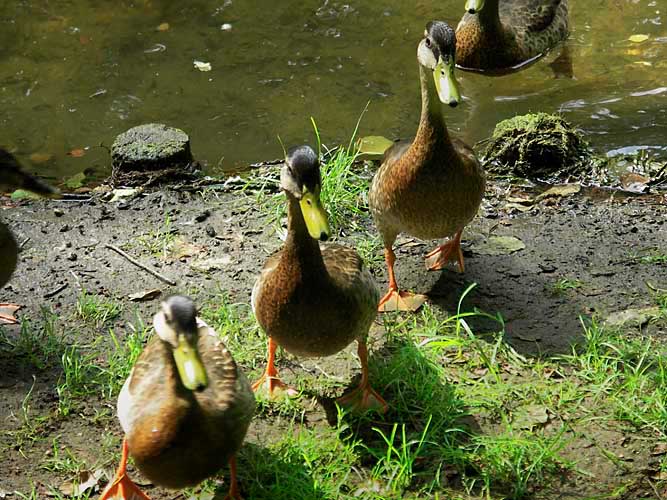 Enten, Schlosspark Buch Kopie