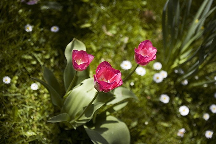 tulpen im britzer garten, fruehling 2008 Kopie