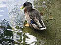 portrait ente schlosspark buch Kopie