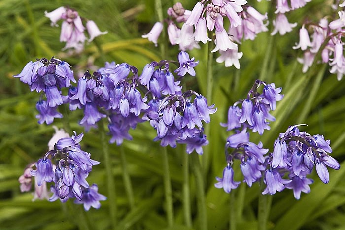 Blumen in Neuengland Kopie