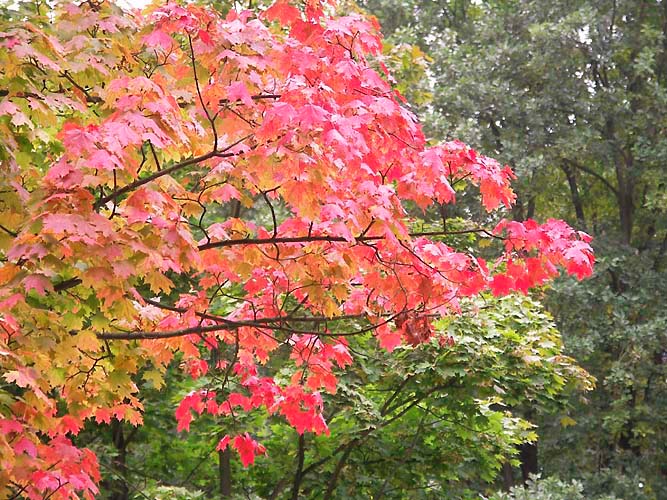 Indian Summer in Berlin Kopie