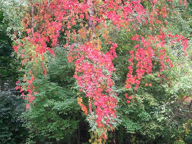 herbstlaub Kopie