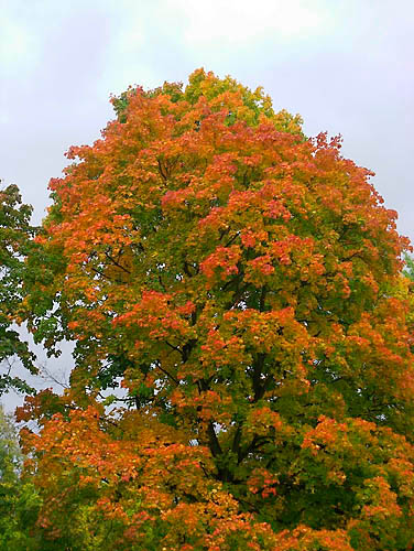 indiansummer im fritz schlosspark Kopie