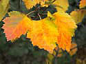 herbstblaetterambaumfritzschlosspark Kopie