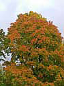 indiansummer im fritz schlosspark Kopie