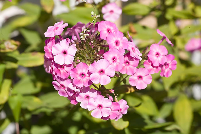 blumenoldsturbridge Kopie
