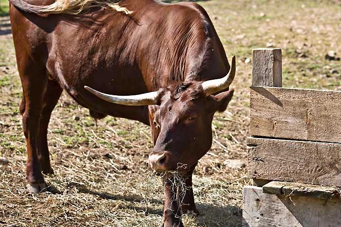 Rind, old sturbridge Kopie