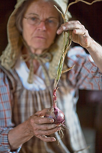 Zwiebel, Sturbridge Kopie