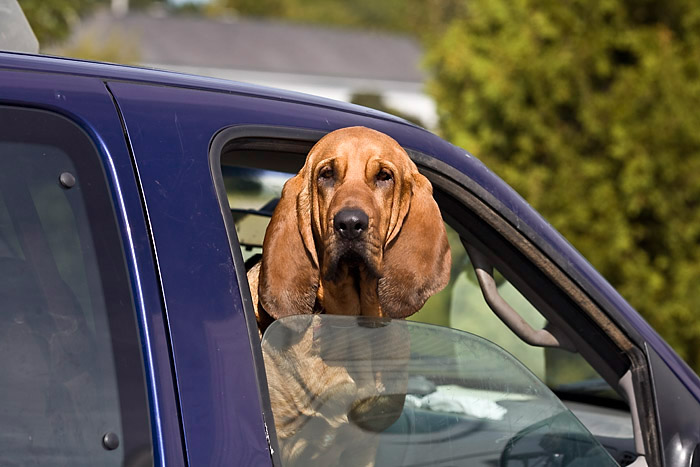 goldiger hund in vermont Kopie