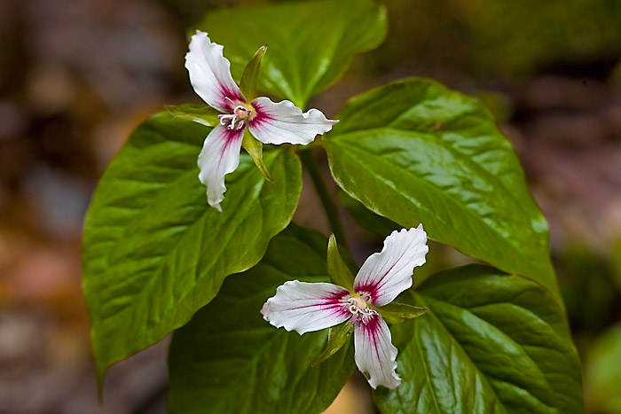 trilliums_MG_5504_DxO_raw Kopie