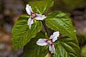 trilliums_MG_5504_DxO_raw Kopie