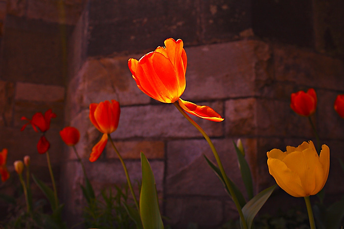 tulpen, plymouth Kopie