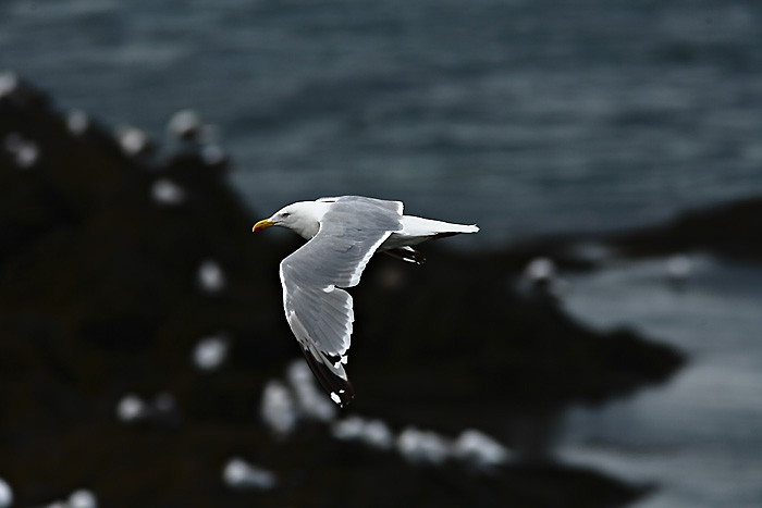 möwe im flug Kopie