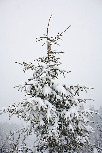 beschneiter baum Kopie