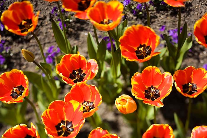 Tulpen, Berlin, Britzer Garten Kopie