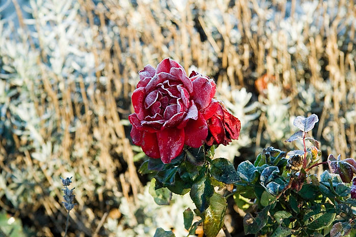Frozenrosebadduerkheim6042