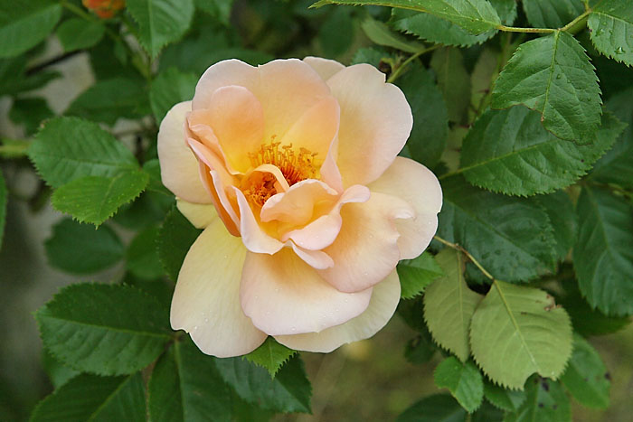 gelbe rose Kopie