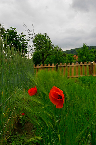mohn Kopie
