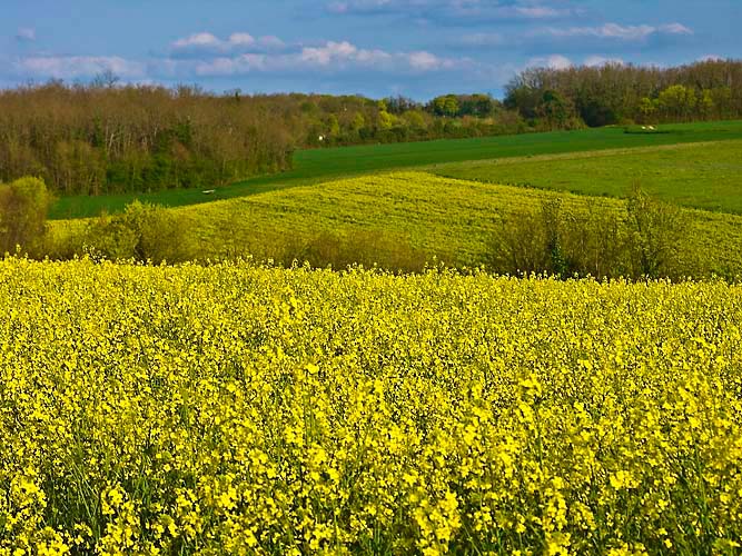 fruehlingslandschaft hinter angouleme Kopie