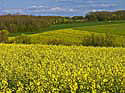 fruehlingslandschaft hinter angouleme Kopie