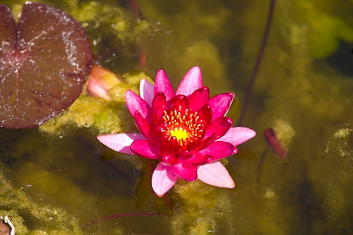 seerose Kopie