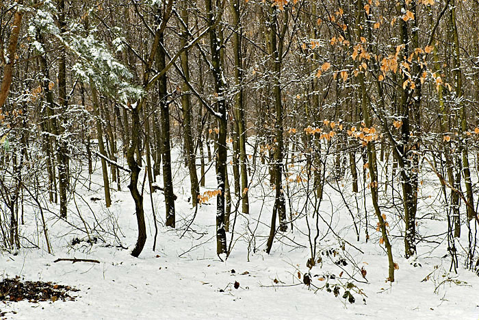 Swinging brown leaves in winter wonderland