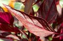 schoenes-rotes-blatt