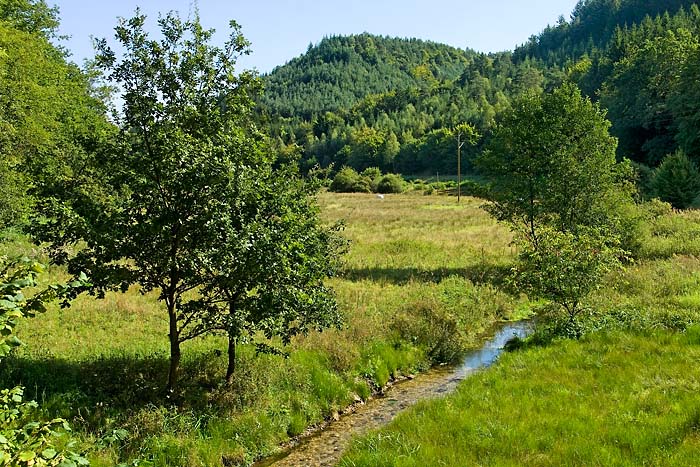 Landschaft im Pfaelzerwald Kopie