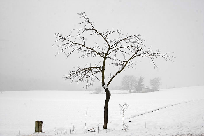 Kalligraphische-Winterlands