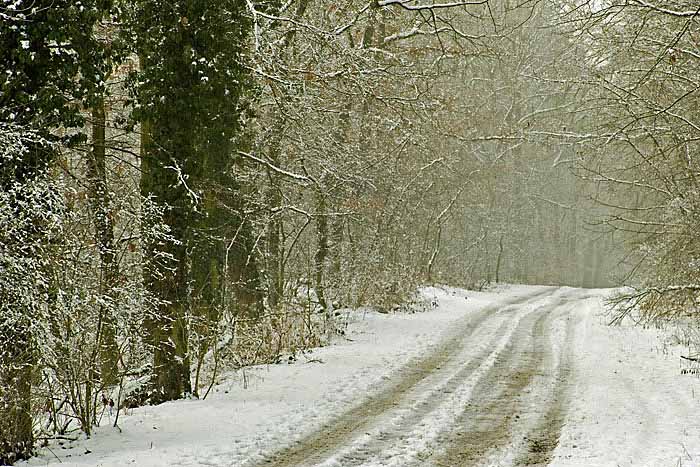 Waldweg2